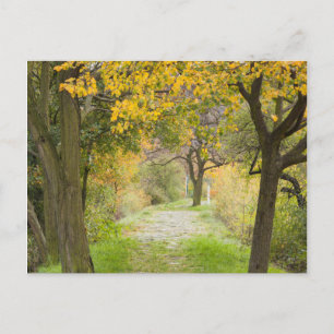 Weg im Herbst Postkarte