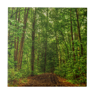 Weg im Holz Fliese