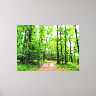 Weg in einem üppigen grünen Wald Leinwanddruck