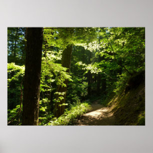 Weg von Silver Falls Poster