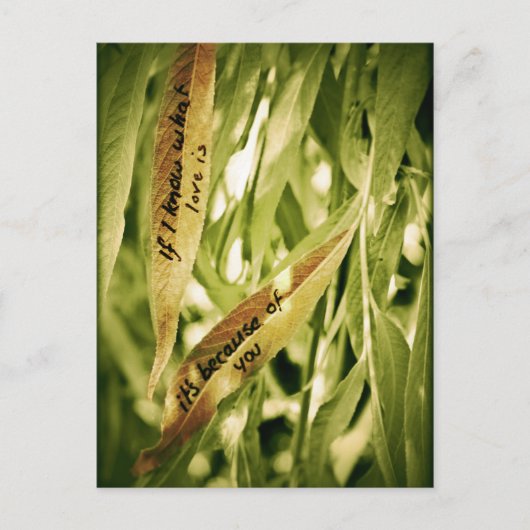 Wegen Ihnen (Liebe) Postkarte (Vorderseite)