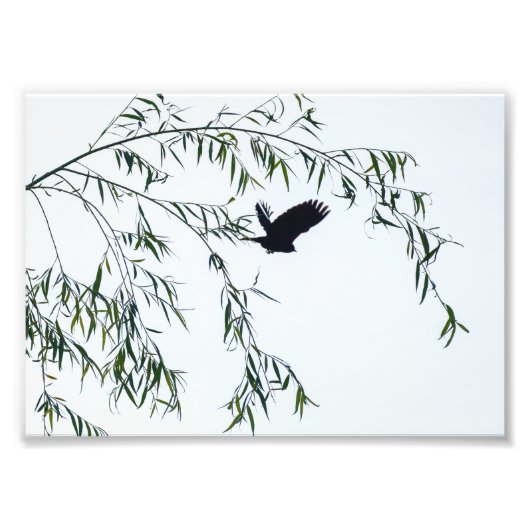 Wegfliegen Fotodruck (Vorne)