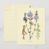 Wegwarte Postkarte (Vorne/Hinten)