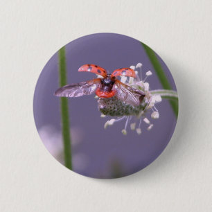 WegZuhause der Fliege Button