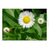 Weh der weißen Blume (Vorderseite (Horizontal))