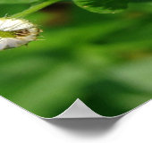 Weh der weißen Blume Poster (Ecke)