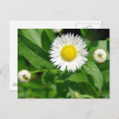 Weh der weißen Blume Postkarte (Vorne/Hinten)