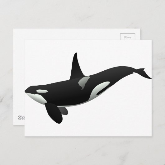 Weibchen aus schwarzem und weißem Orca Killer Postkarte (Vorne/Hinten)