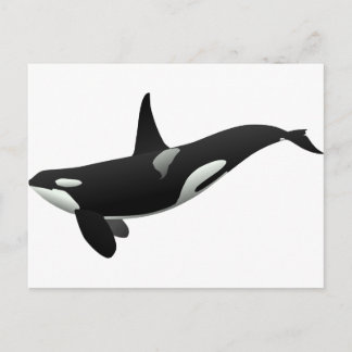 Weibchen aus schwarzem und weißem Orca Killer Postkarte