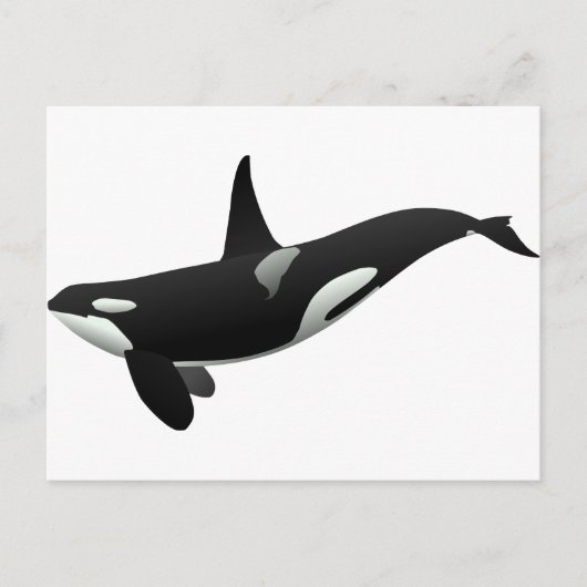 Weibchen aus schwarzem und weißem Orca Killer Postkarte (Vorderseite)