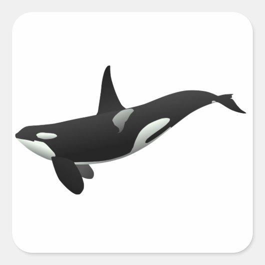Weibchen aus schwarzem und weißem Orca Killer Quadratischer Aufkleber (Vorderseite)