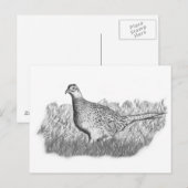 weiblich Fasant Postkarte (Vorne/Hinten)