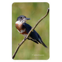 Weiblich gezogener Kingfisher Ausgesteift an der L