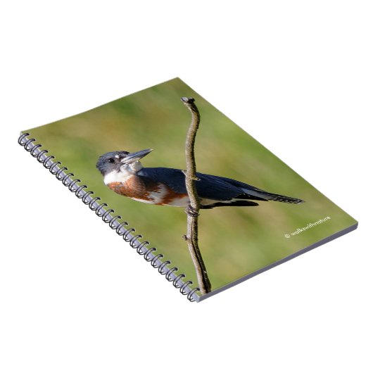 Weiblich gezogener Kingfisher Ausgesteift an der L Notizblock (Rechte Seite)