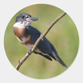 Weiblich gezogener Kingfisher Ausgesteift an der L Runder Aufkleber