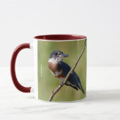 Weiblich gezogener Kingfisher Ausgesteift an der L Tasse (Links)