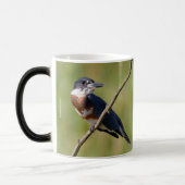 Weiblich gezogener Kingfisher Ausgesteift an der L Tasse (Links)