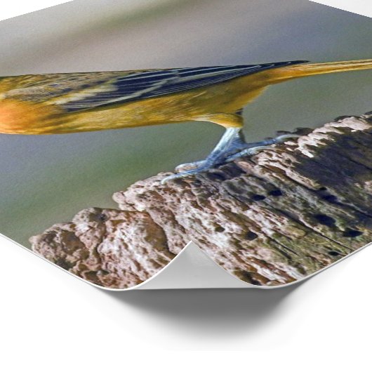 Weibliche Baltimore Oriole Poster (Ecke)