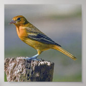 Weibliche Baltimore Oriole Poster (Vorne)