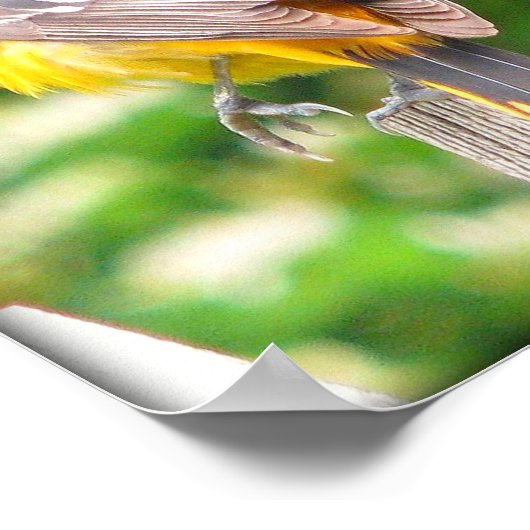 Weibliche Baltimore Oriole/Print Poster (Ecke)