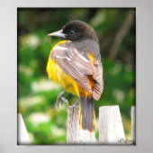 Weibliche Baltimore Oriole/Print Poster (Vorne)