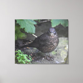 Weibliche Blackbird Leinwanddruck