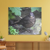 Weibliche Blackbird Leinwanddruck (Insitu (Wohnzimmer))