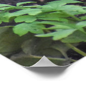 Weibliche Blackbird Poster (Ecke)