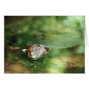 Weibliche Bullfrog Legeeier