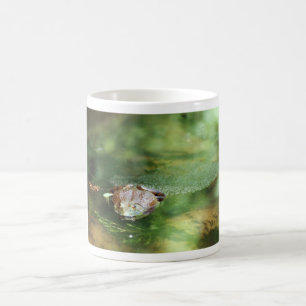 Weibliche Bullfrog Legeeier Kaffeetasse