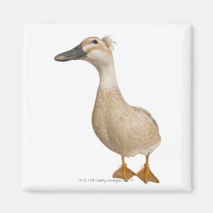 Weibliche Ente mit Haube, 3 Jahre alt Magnet