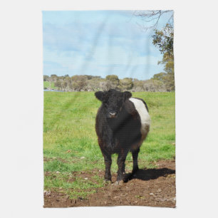Weibliche Galloway Kuh im Land, Geschirrhandtuch Geschirrtuch
