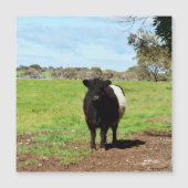 Weibliche Galloway-Kuh im Land, Magnetkarte (Vorderseite)