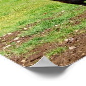 Weibliche Galloway Kuh im Land, Poster (Ecke)