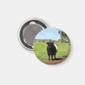 weibliche Galloway-Kuh, Magnet (Vorderseite/Rückseite)