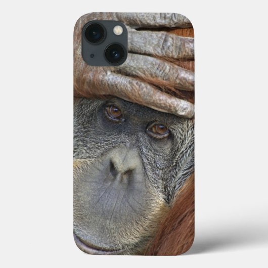 Weibliche Gefangene Sumatran Orangutan Case-Mate iPhone Hülle (Rückseite)