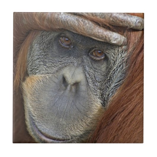 Weibliche Gefangene Sumatran Orangutan Fliese (Vorderseite)