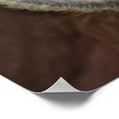 Weibliche Gefangene Sumatran Orangutan Poster (Ecke)