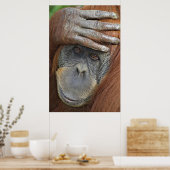 Weibliche Gefangene Sumatran Orangutan Poster (Küche)
