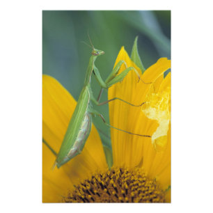 Weibliche Gottesanbeterin Fotodruck