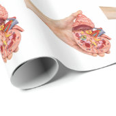 Weibliche Hand hält Modell der menschlichen Niere Geschenkpapier (Rolleneckpunkt)