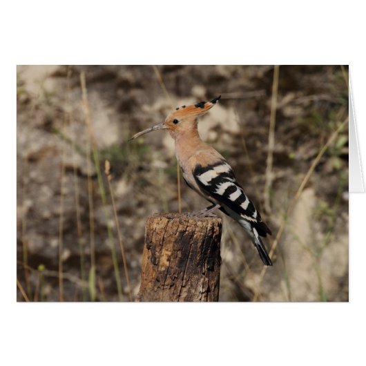 Weibliche Hoopoe auf Trunk (Vorderseite (Horizontal))