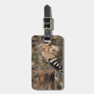 Weibliche Hoopoe auf Trunk Gepäckanhänger
