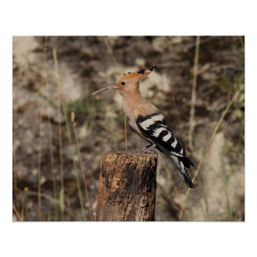 Weibliche Hoopoe auf Trunk Poster (Vorderseite)