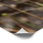 Weibliche Hoopoe auf Trunk Poster (Ecke)