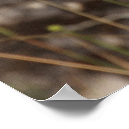 Weibliche Hoopoe auf Trunk Poster (Ecke)