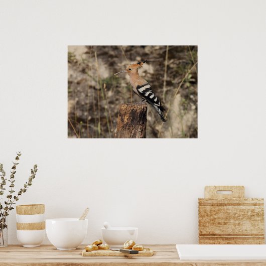 Weibliche Hoopoe auf Trunk Poster (Küche)