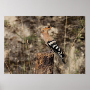 Weibliche Hoopoe auf Trunk Poster
