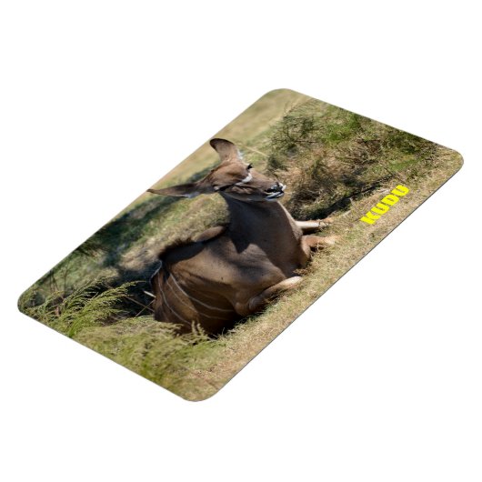 Weibliche Kudu Magnet (Linke Seite)
