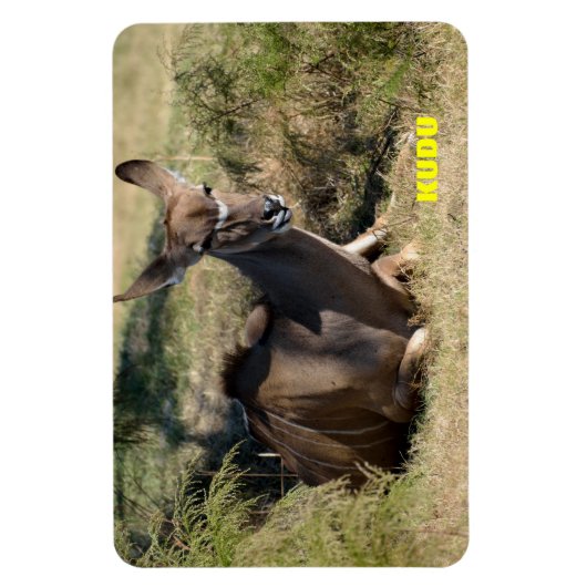 Weibliche Kudu Magnet (Vertikal)
